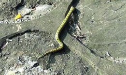 花蛇3在线观看,在线揭秘，惊险刺激的蛇影追踪之旅